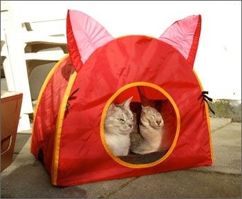 Tent kat