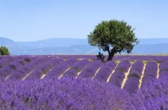 Genieten in de Provence