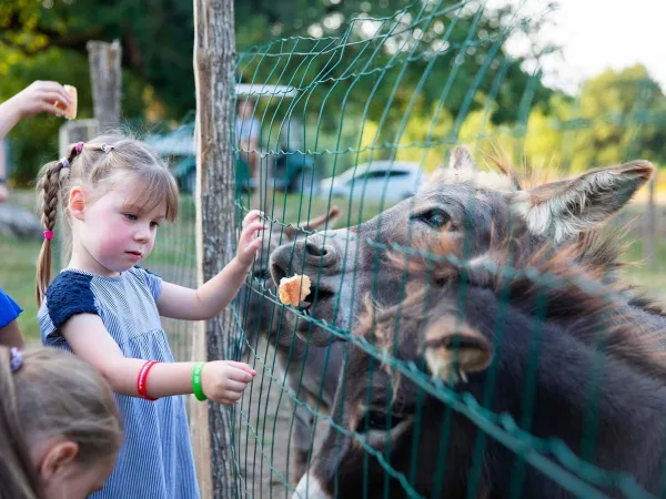 Ezels voeren op Roan camping de Bonnal.