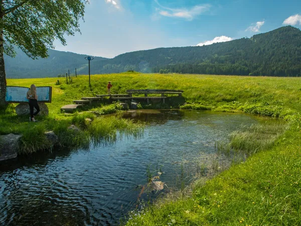 Groenrijke omgeving in de omgeving van Roan camping Bella Austria.