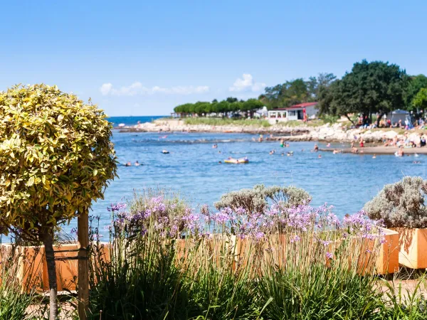 Kiezelstrand bij Roan camping Park Umag.