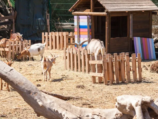 Kinderboerderij van Roan camping Méditerranée Plage.