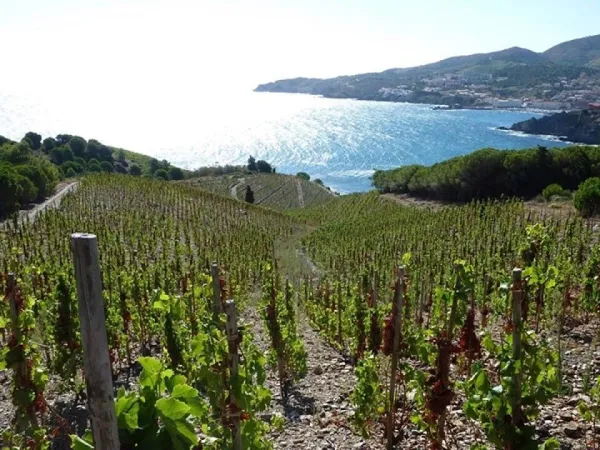 Wijngaarden in de buurt van Roan camping La Sardane.
