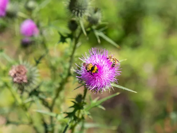 Biodiversiteit in de omgeving van Roan camping Birkelt.