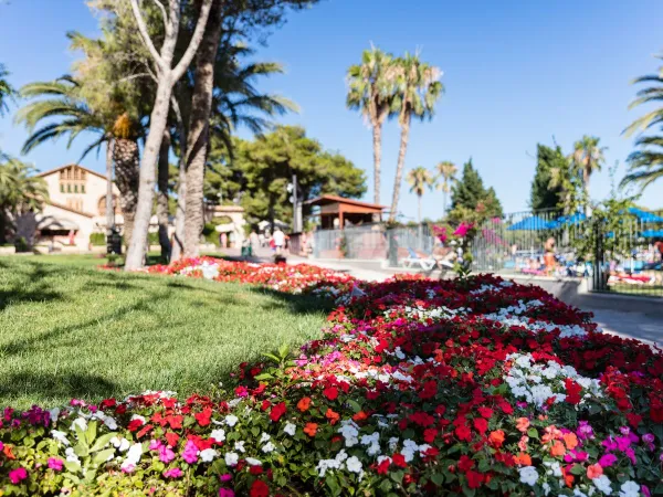 Kleurrijke bloemen op Roan camping Vilanova Park.