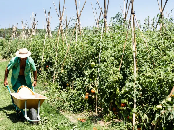 Werkende man in sinaasappel boomgaard nabij Roan Camping El Pinar.