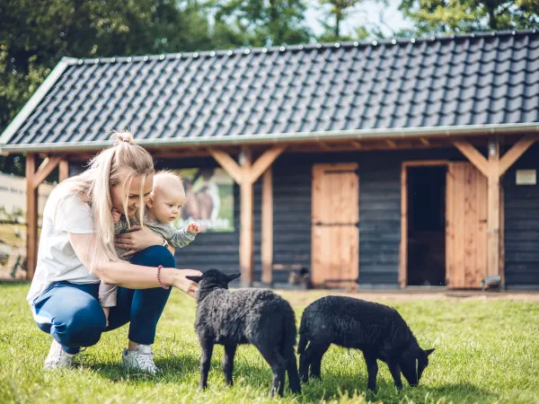 Kinderboerderij bij Roan camping Ackersate.