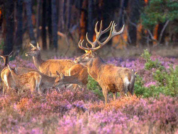 Wild spotten op de Veluwe bij Roan camping Ackersate.