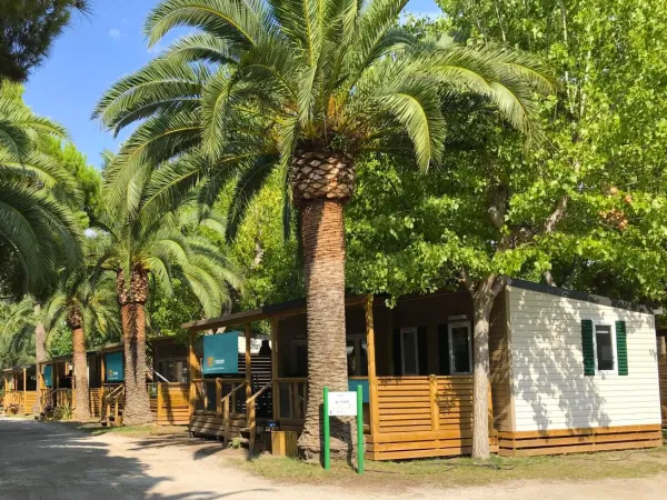 Straat met palmbomen tussen de Roan stacaravans op Roan camping Playa Montroig.