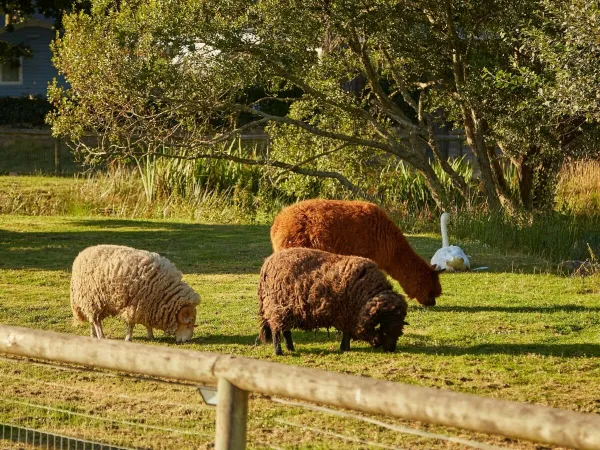 Kinderboerderij op Roan camping Grande Métairie.