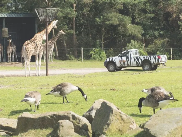 Safaripark de Beekse Bergen vlakbij Roan camping Het Genieten.