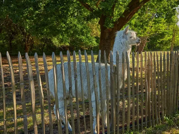 Een alpaca op de mini-kinderboerderij op Roan camping La Pinède.