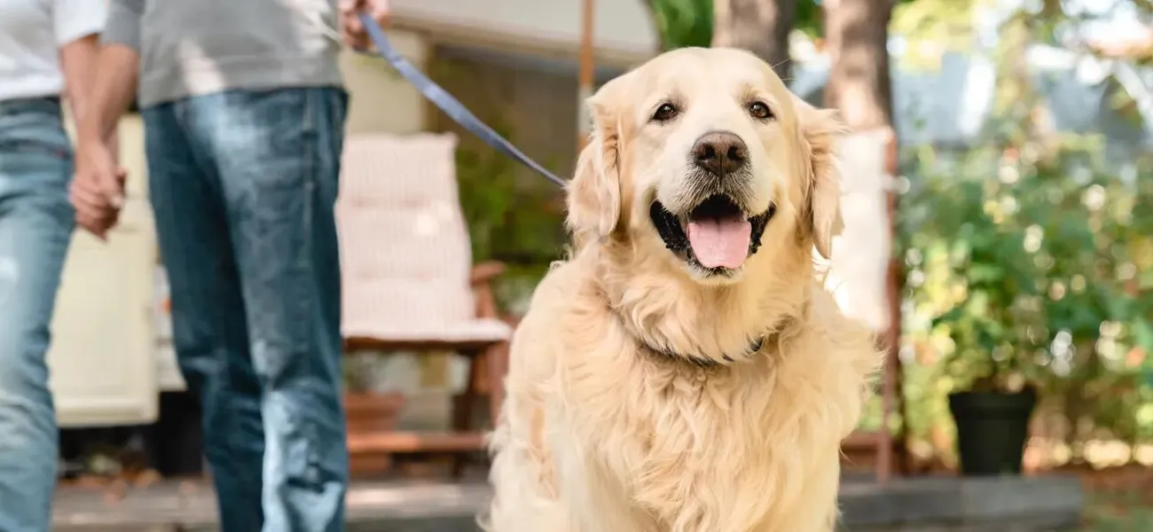Kamperen met de hond