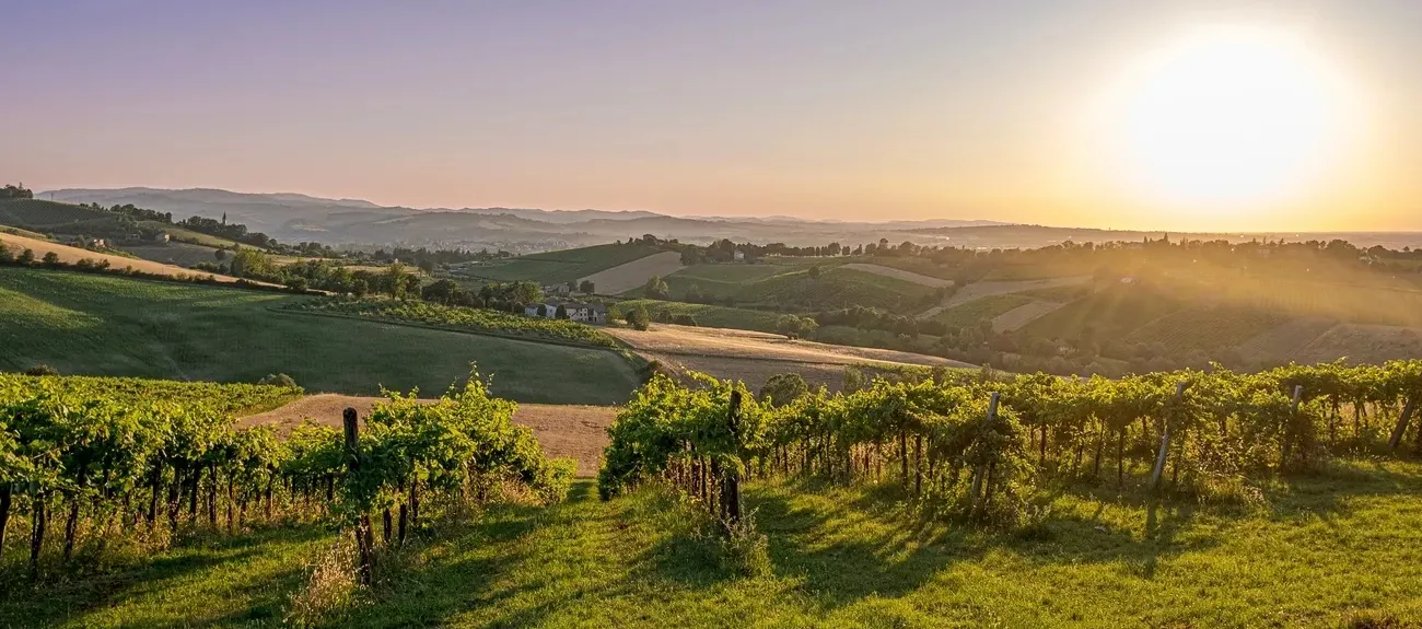 Ondergaande zon bij een wijnrank vlakbij Roan campings in Emilia-Romagna.