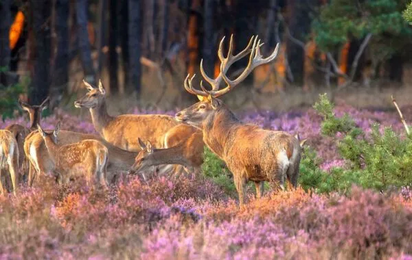 Campings in de natuur