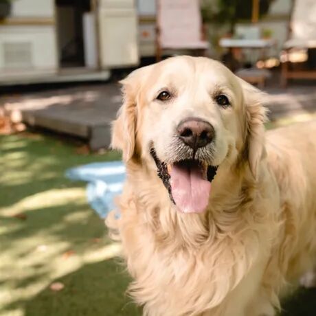 Boek nu je last minute vakantie met hond