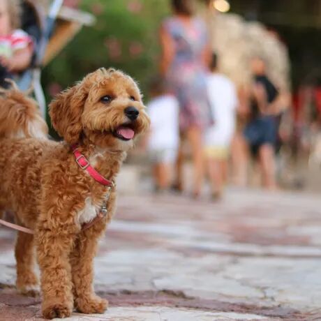 Last minute autovakantie met hond